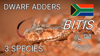 Venomous vipers of Africa - dwarf adders from genus Bitis, Horned adder, Many-horned adder and more