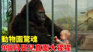 驚心動魄！9個月嬰兒誤入動物園圍欄，大猩猩靠近後的舉動令所有人震驚！【柴可夫聊電影】