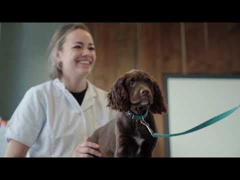 Video: Tips om het risico op rugklachten bij honden te minimaliseren