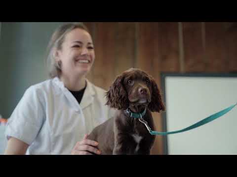 Video: Wat is de oorzaak van het haar van een hond om op te staan?