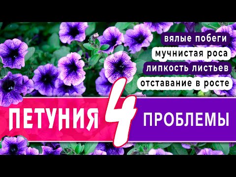 Петуния. 4 проблемы: липкие листья. отставание в росте, вялые побеги, мучнистая роса. Методы решения