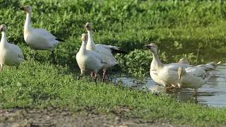 Snow Geese at The Sacramento National Wildlife Refuge