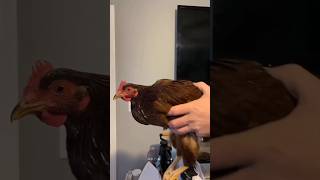The Chicken With a Super-Stable Head! 🐔🤯 #science #chicken #shorts