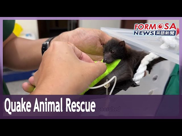 Locals save fruit bat stranded by Hualien earthquakes in Taiwan first｜Taiwan News