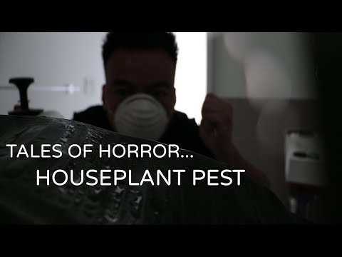 Come sbarazzarsi di moscerini, cocciniglie, e Scales | Bugs houseplant
