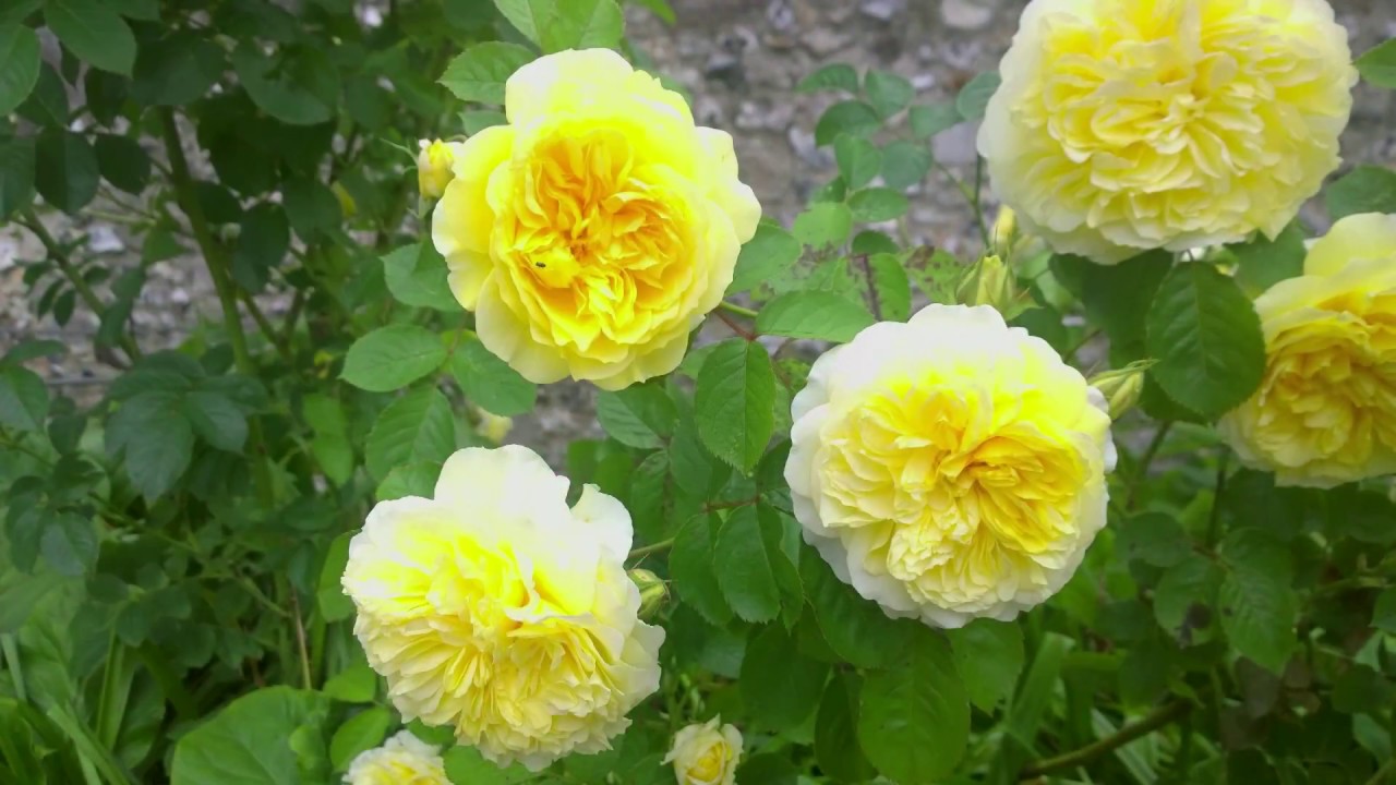 Autumn rose care YouTube