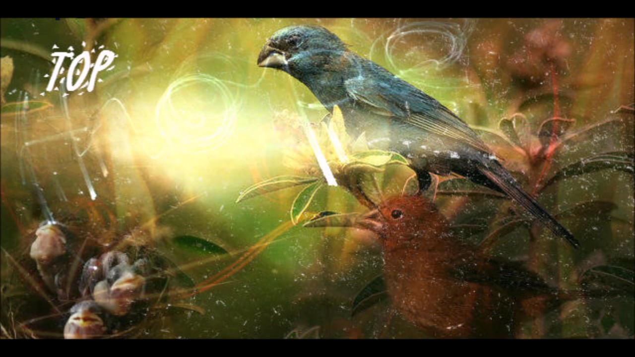 Canto De Azulaõ Fêmea Baixar Canto Piado De Azulao Estimular Azulao Femea E Azulao Macho Para Fibra E Reproducao Youtube