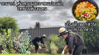 ทำความสะอาดแปลงผักไทย หลังจากกลับมาจากเมืองไทย พร้อมทำอาหารเย็นด้วยผักที่ปลูกเอง