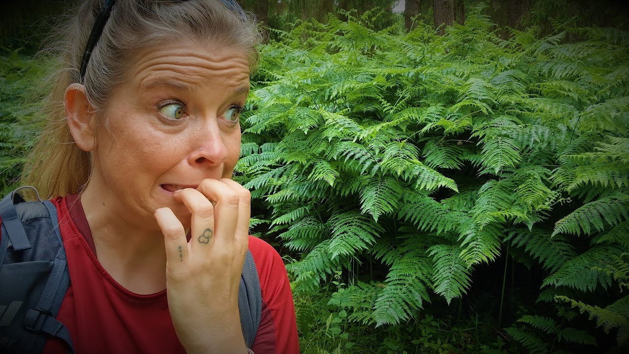 Farn Alarm || Aller/Lachte-Runde bei Celle