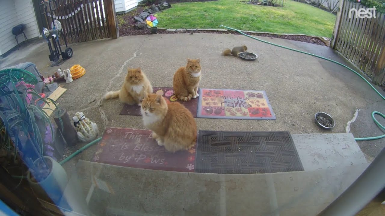 cat condo 2 mod apk Skittie Kitty has a full yoga class today that squirrel decides to join in on (M3FC 0915)
