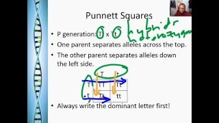 Genetics Part 2  Punnett Squares and Probability