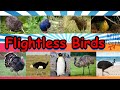 Learn about Flightless Birds Species with Pictures and Correct Pronunciation for Smart Kids Parents