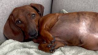 Mini dachshund wants some lovin'! ❤️