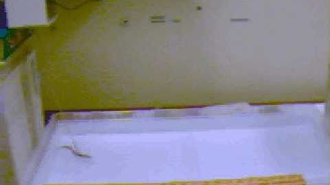 lamprey model swimming