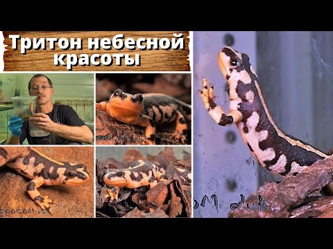 Тритон небесной красоты