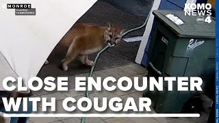 WATCH: Cougar comes within feet of Monroe family in yard