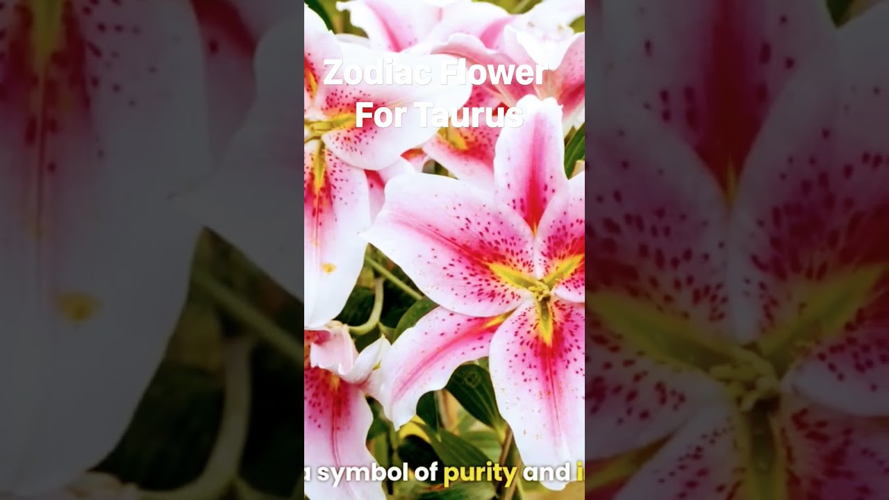 Zodiac Flower for Taurus