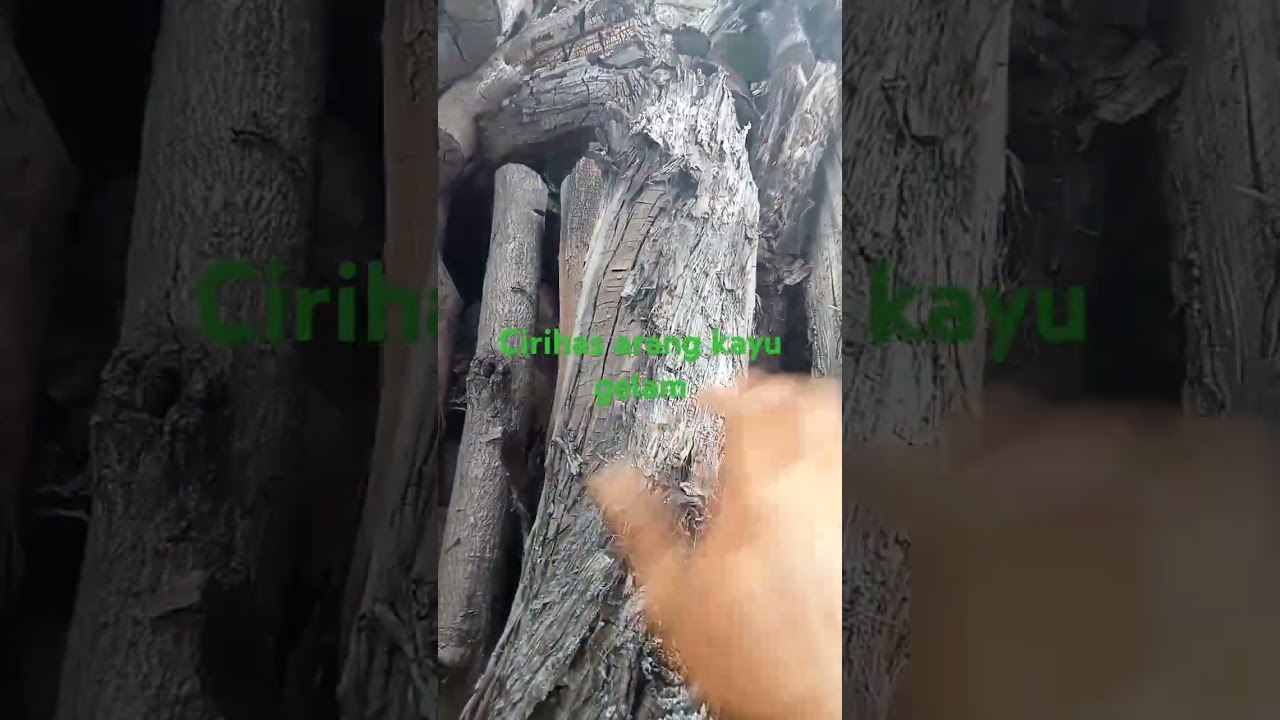 cirihas arang kayu gelam cuma bisa di dapat di daerah tanah gambut