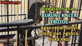 Rawatan harian burung KACER TROTOL Agar cepat bunyi plong dan buka ekor‼️