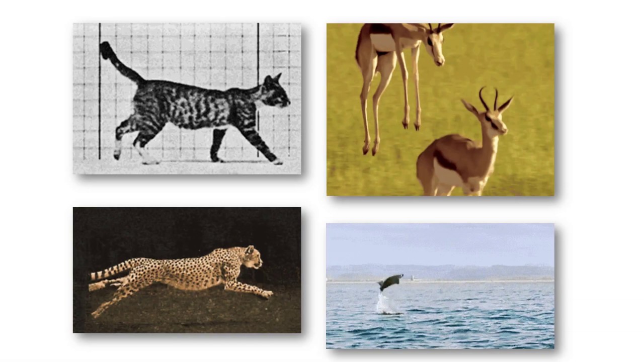 Biologiya 6-cı sinif 28. Heyvanlarda hərəkət və dayaq sistem