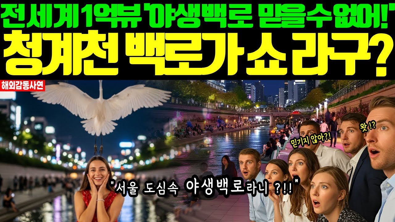 [해외감동사연] 한국청계천의 기적 , 베를린,파리,뉴욕에서도 서로 벤치마킹하러 앞다퉈 한국 방문 ?!!?도심속 야생 백로에  전 세계 즐거운 경악 !!??