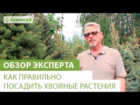 Как правильно посадить хвойное растение