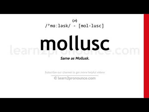 Pronunciation of Mollusc | Definition of Mollusc