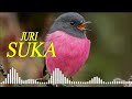 Cukup Detik Masteran Pancingan Kacer Murai Paling Di Suka Juri Mp3 - Mp4 Download