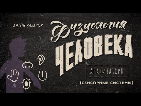 7. Анализаторы. Физиология человека - 8 класс