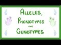 Genes, Alleles, and Traits: Unraveling Genetic Diversity in Biology