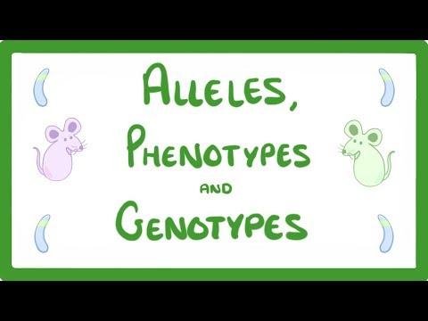Video: In onvolledige dominantie heeft de heterozygoot een fenotype?