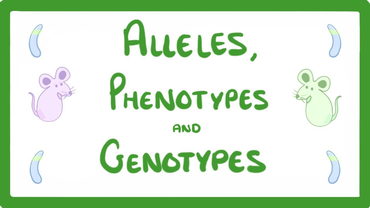 Gcse Biology - Dna Part 2 - Alleles / Dominant / Heterozygous / Phenotypes And More!  #64