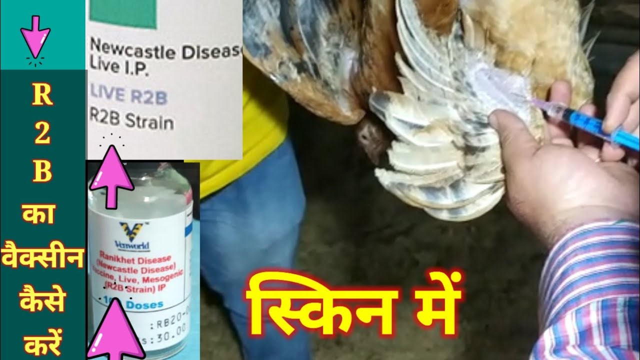 R2B वैक्सीन कैसे करें।। VACCINE KAISE KREN।।BY MAHSOOS QURESHI।।