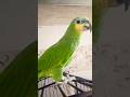 #amazon #talkingparot #birds #parrot #cute #pets#subscribe #shorts #short #song #viral #video #vlog