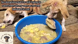 I failed the stray dogs I promised to protect...The hard truth 😔 😪 😞 😢 🤧