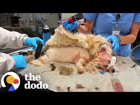 Matted Dog Looked Like A Walking Cotton Ball, Wait Till You See Her Now | The Dodo
