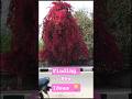 Exploring Nature's Beauty for Art Inspiration 🎨 | Creative Ideas #shorts #viral #nature #artwork