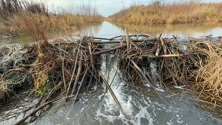 Beaver Dam Demolition Turns Into A Huge Water Burst