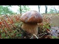 За грибами Где собирать грибы