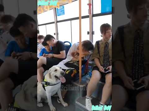 Video: Hati Yang Dibesar Anjing - Hati Yang Dibesar Pada Anjing
