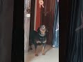 drama #rottweiler #dogloversdog