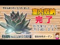 寒波が来る前に室内収納完了！置場所全部見せます！2025年12月28日　#雪国で育てる多肉 #冬支度 #室内園芸