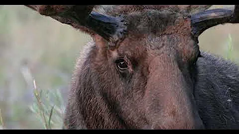 Wildlife Photography-August Bull Moose in Velvet-close-8K-Jackson Hole/Grand Teton Park/Yellowstone