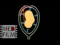 Внутриутробное развитие плода © Stages of childbearing