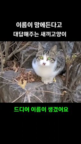 천사 Angel Cat Tv - Youtube