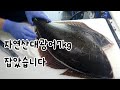 횟집 자연산 광어 대광어 7kg 오로시 손질 해봤습니다 숙성 과정 Korean Seafood Sashimi