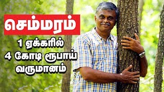 1 ஏக்கரில் 4 கோடி வருமானம் தரும் செம்மரம் சாகுபடி! | Red Sandal