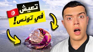 15 نوع من قناديل البحر تعيش في تونس ? | تعلم كيف تنجو من لدغتها !