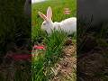 bunny cute 🥰🥰rabbit funny moment#rabbit #khargosh #youtube #shorts