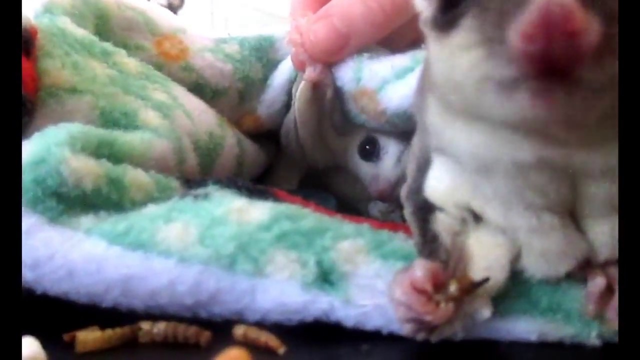 Simple Sugar Glider Nail Clipping YouTube